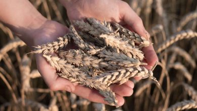 Фото - Мировые цены на пшеницу выросли почти на 5% на фоне угрозы экспорту украинского зерна