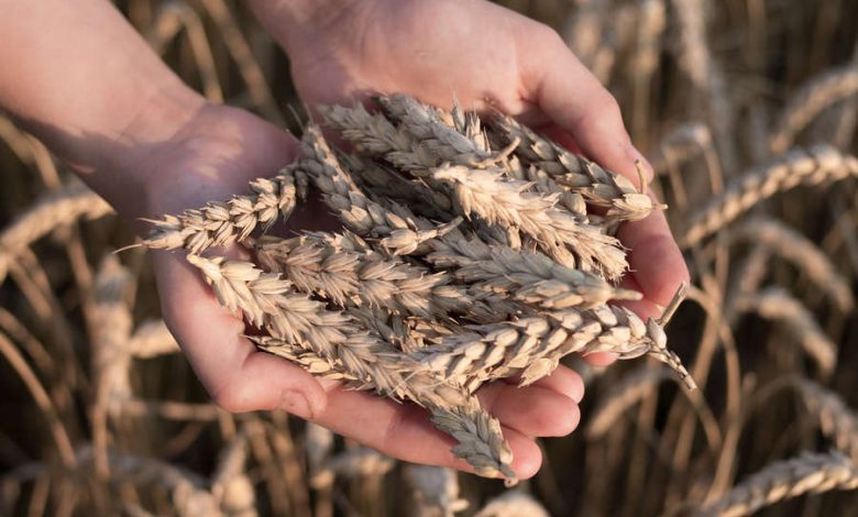 Фото - Мировые цены на пшеницу выросли почти на 5% на фоне угрозы экспорту украинского зерна